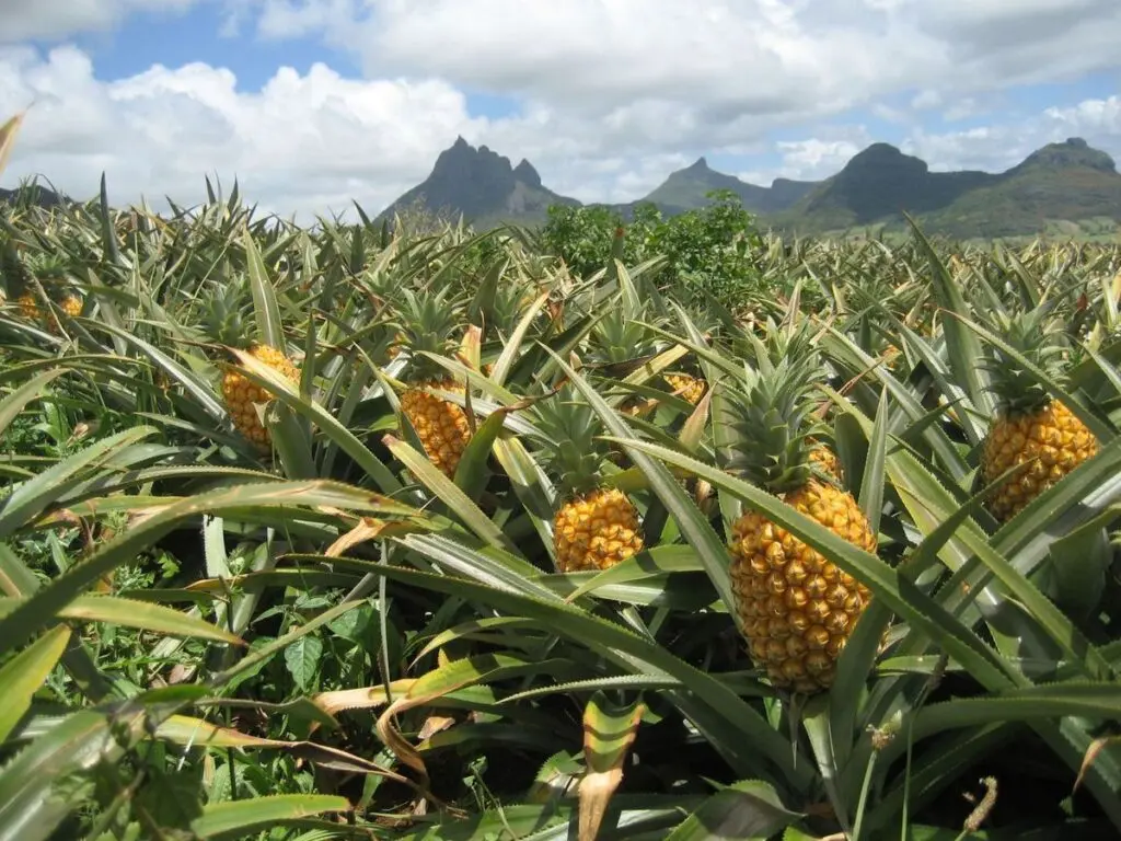 Champs d'ananas à Kindia